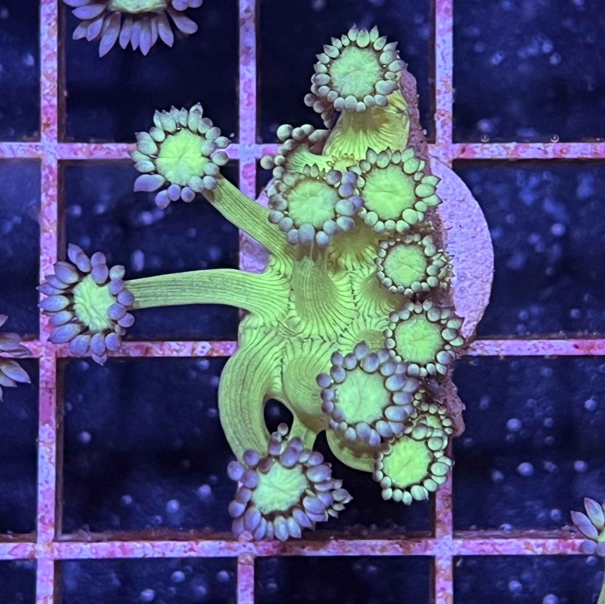 Toxic Green Goni