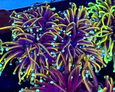 Indo Jester (Double)