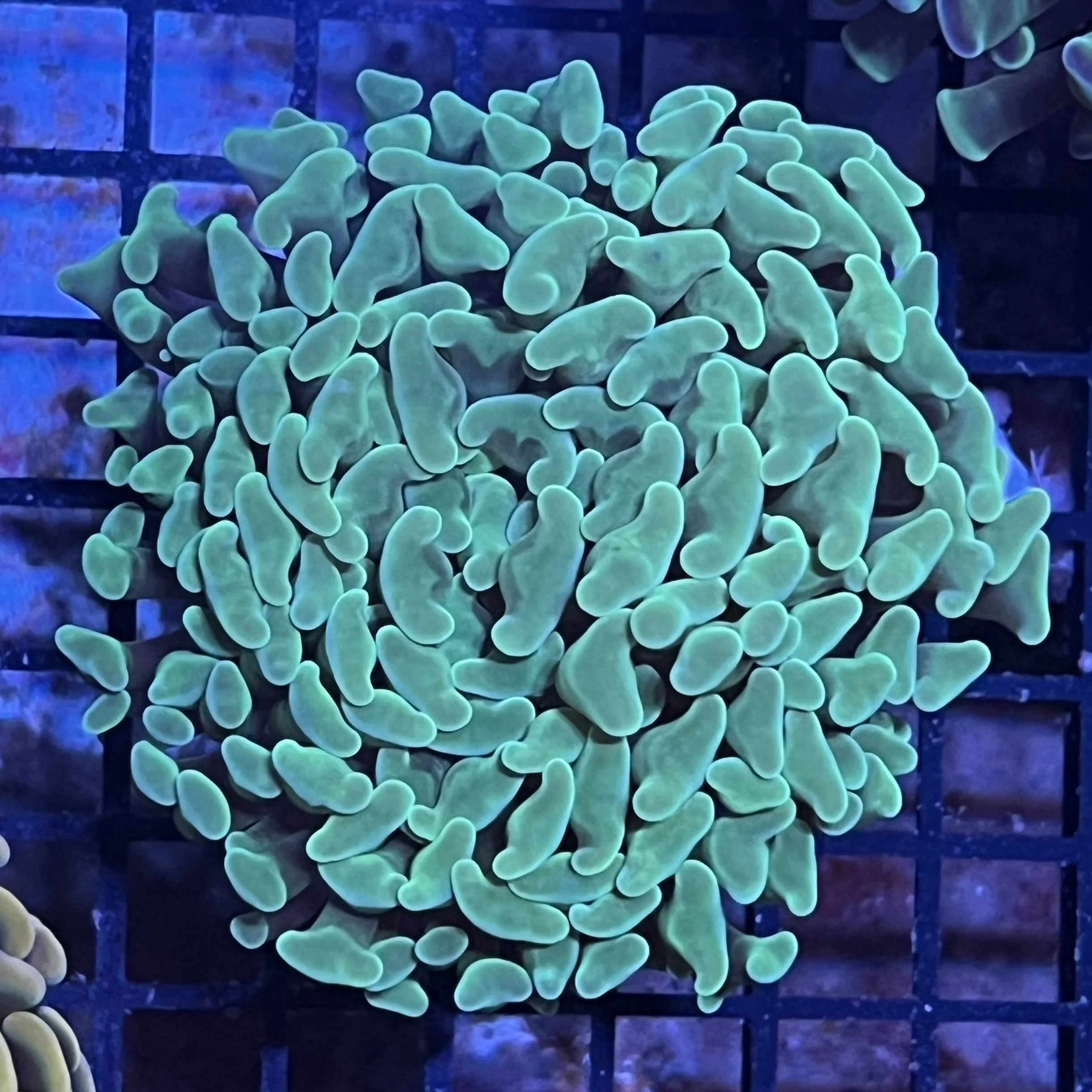 Green Branching Hammer