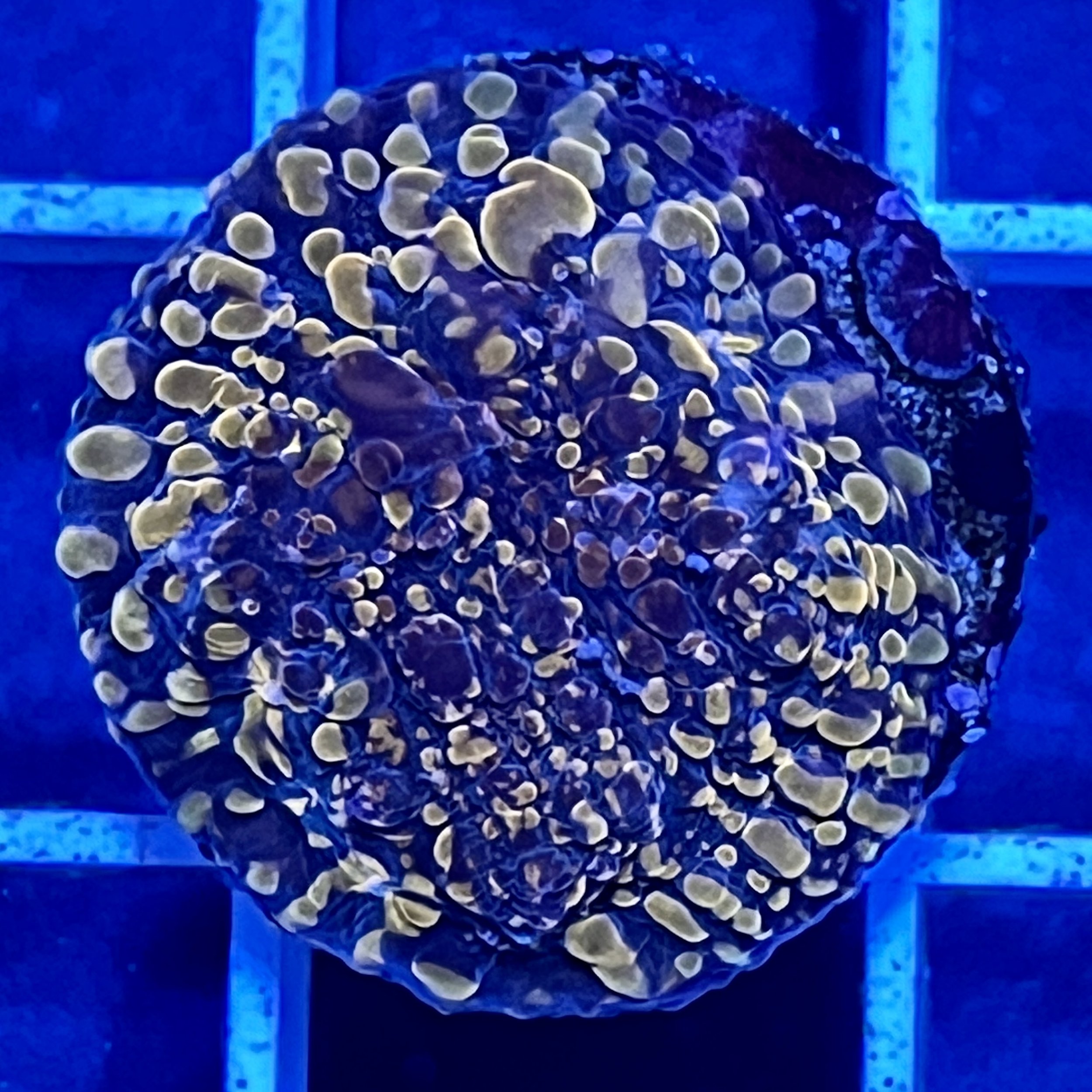 CC Cloudberries Chalice
