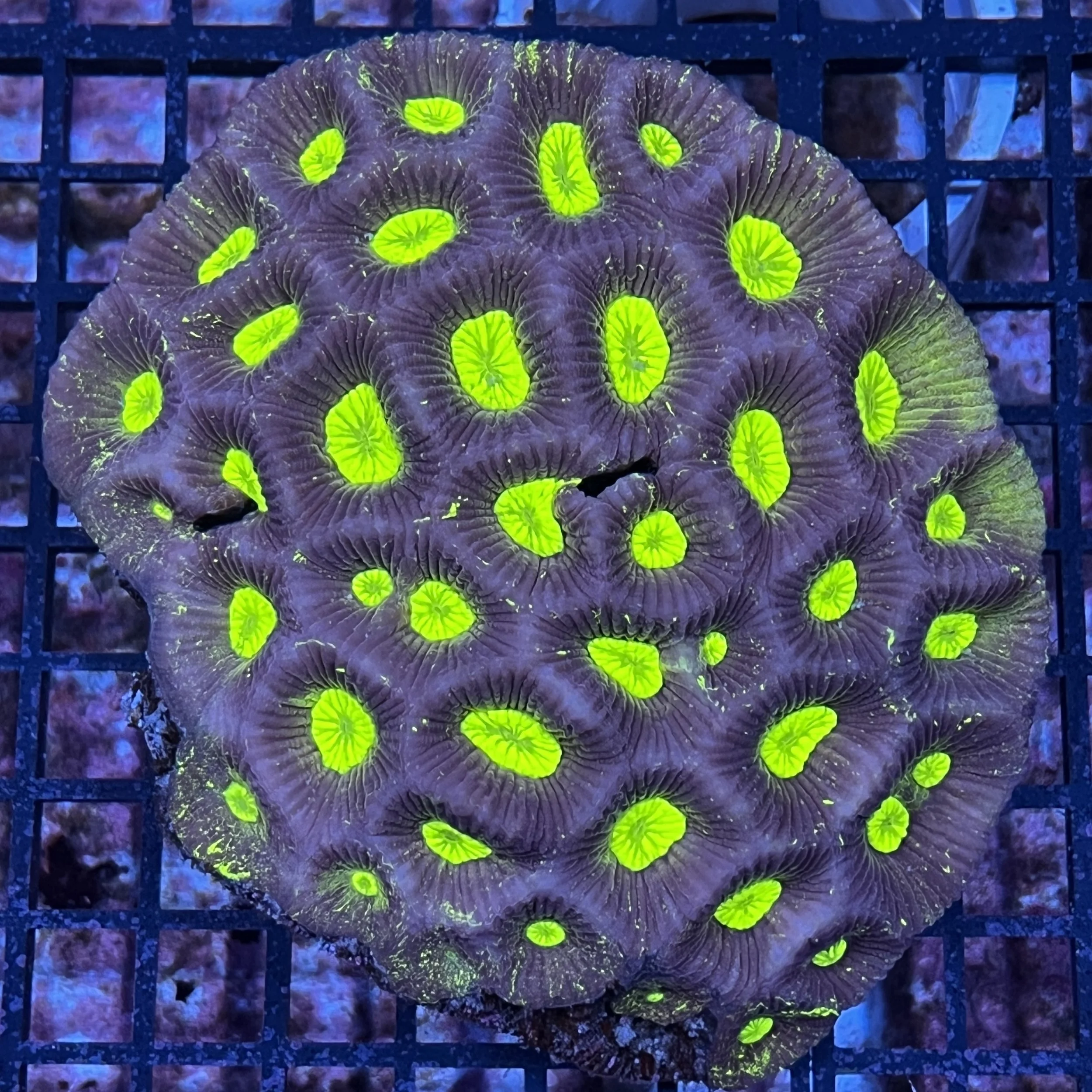Ultra Moon Favia Colony