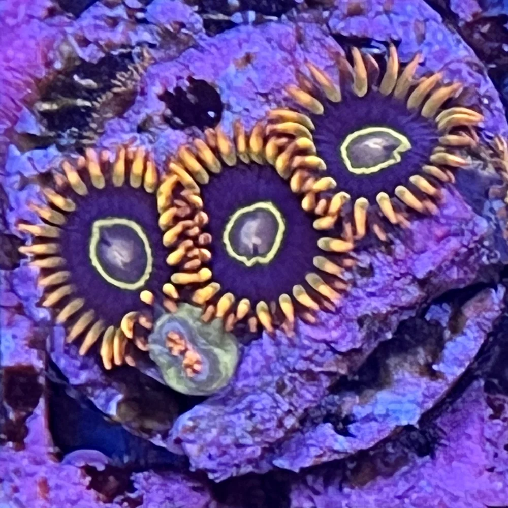 Rainbow Hornets — The District Reef