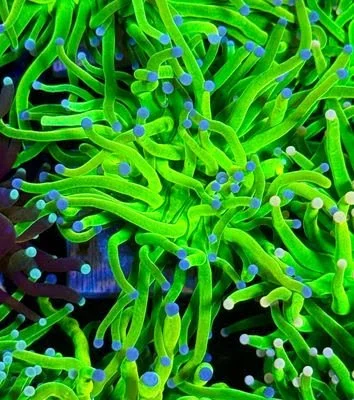 Malaysian Holy Grail