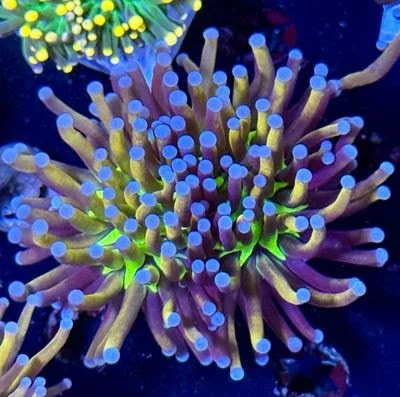 Malaysian Ultimate 24K