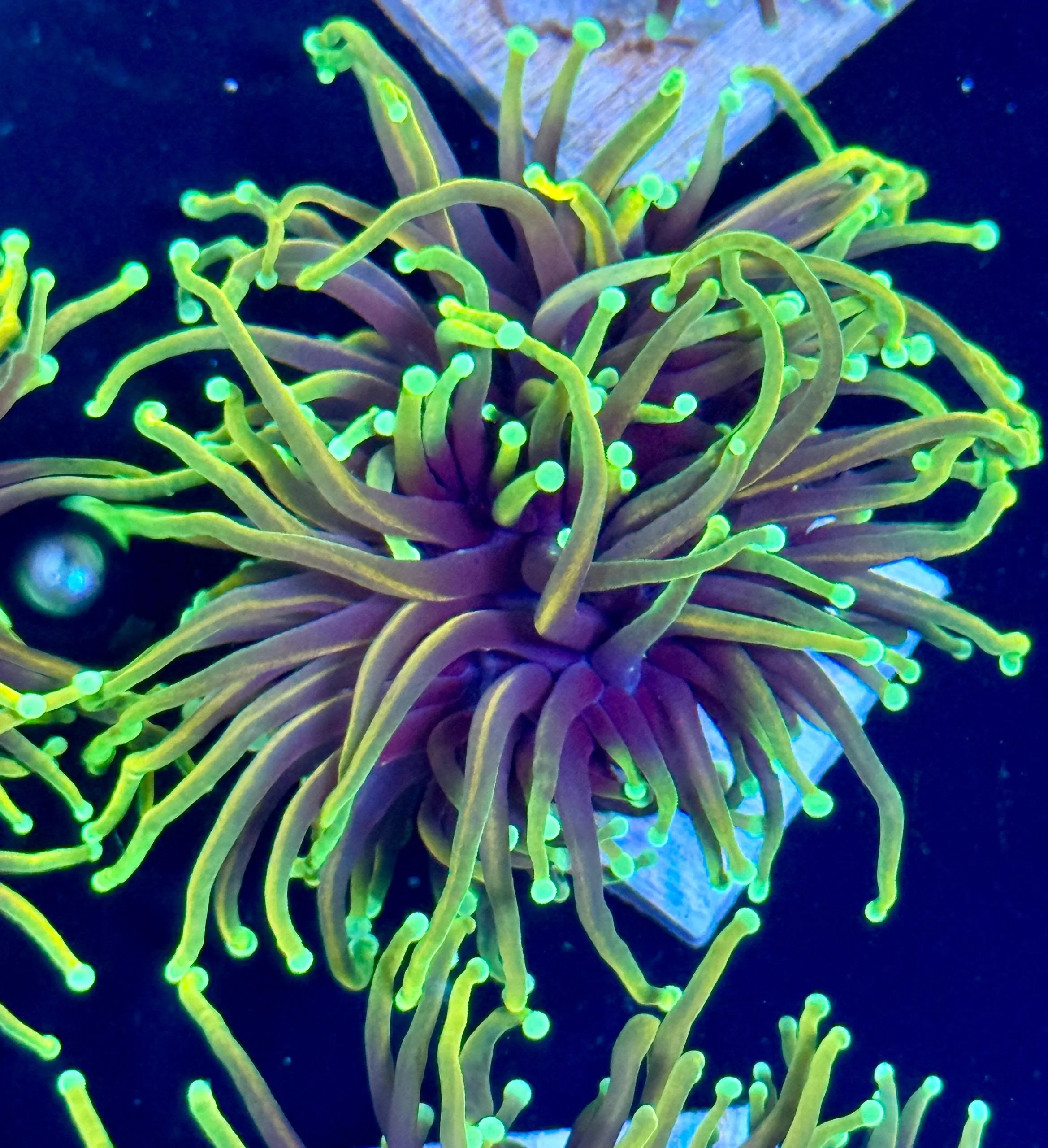 Indo Hellfire