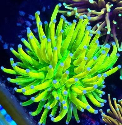 Malaysian Grail S10.jpeg