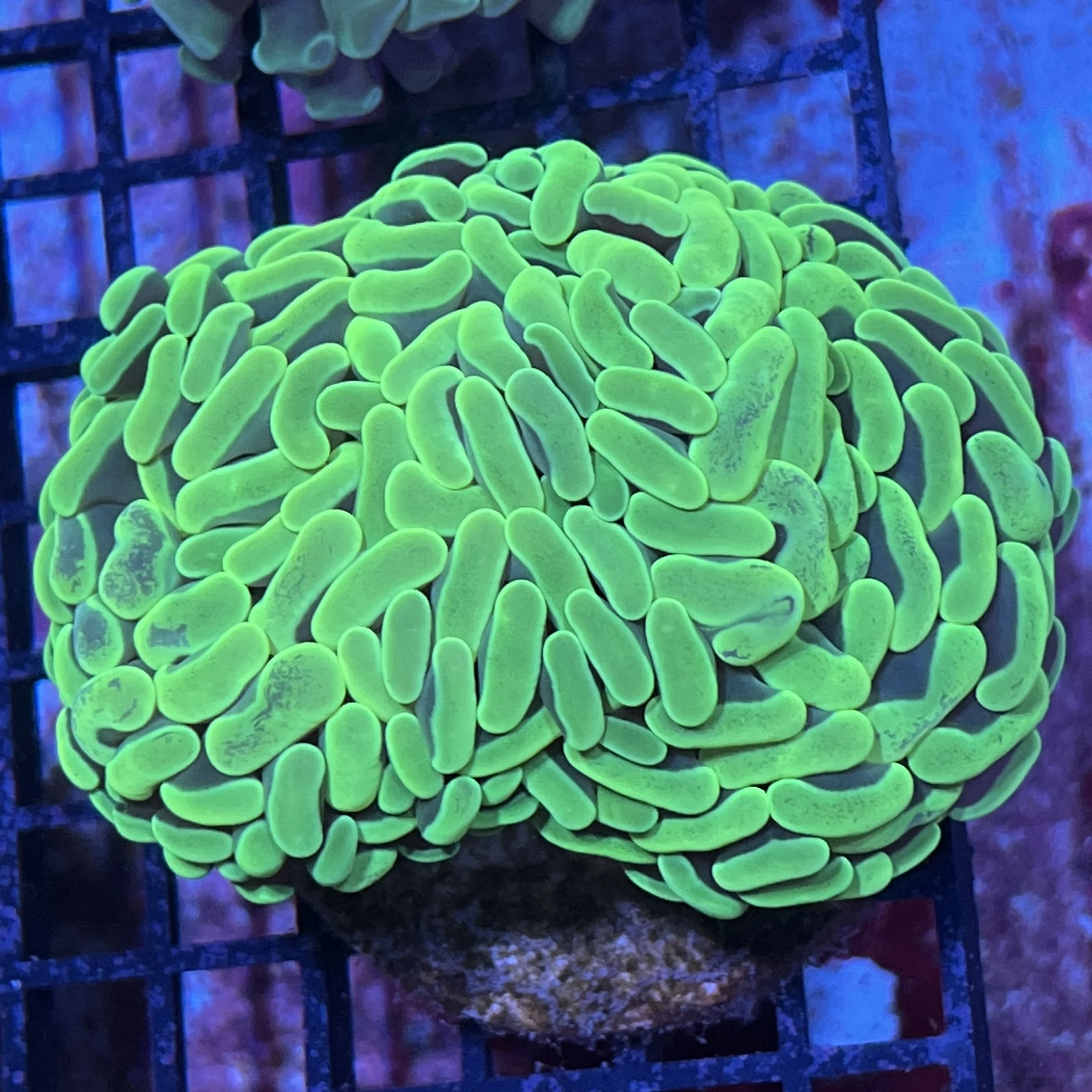 Toxic Green Branching Hammer