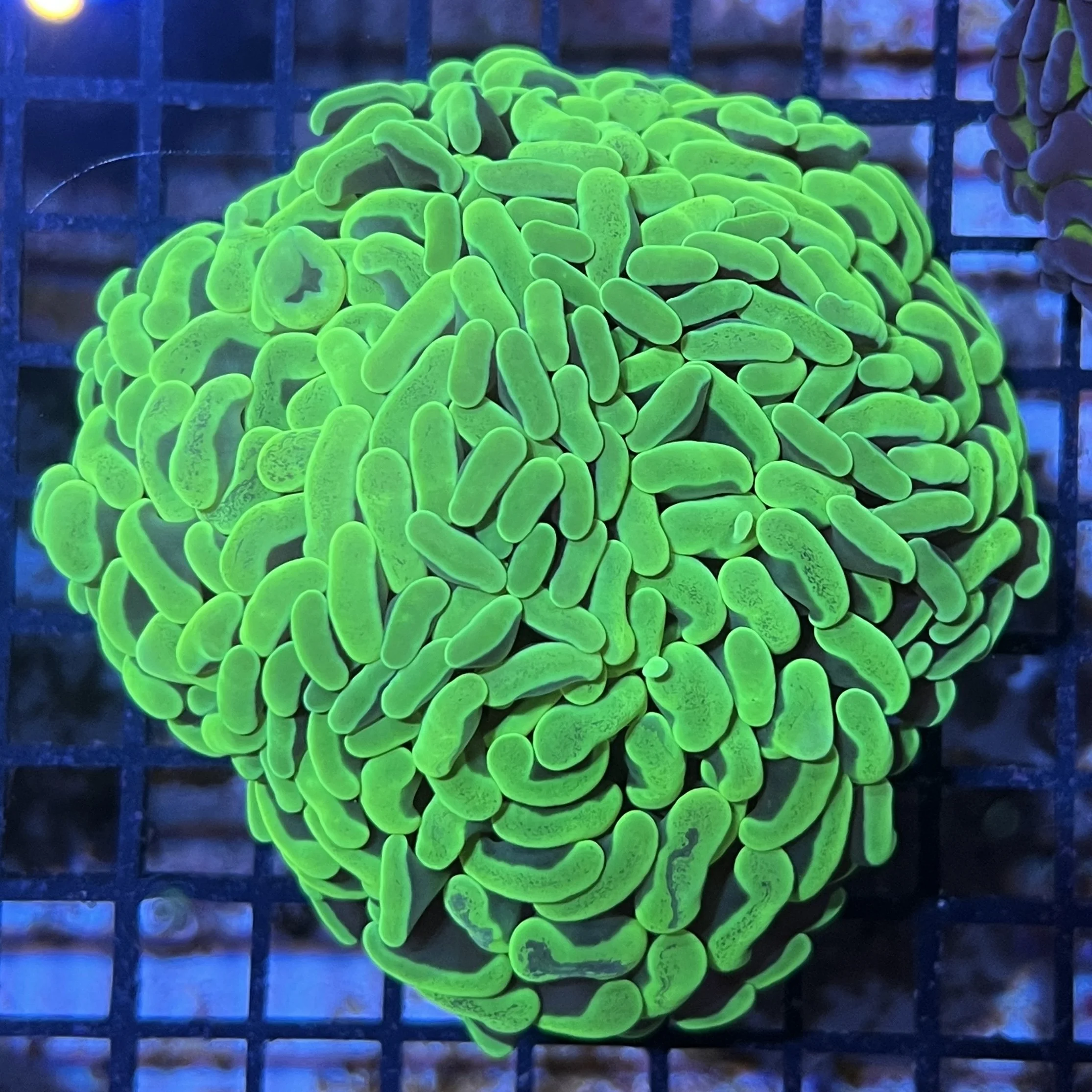 Super Green Branching Hammer
