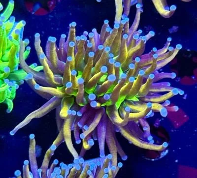 Malaysian Ultimate 24K