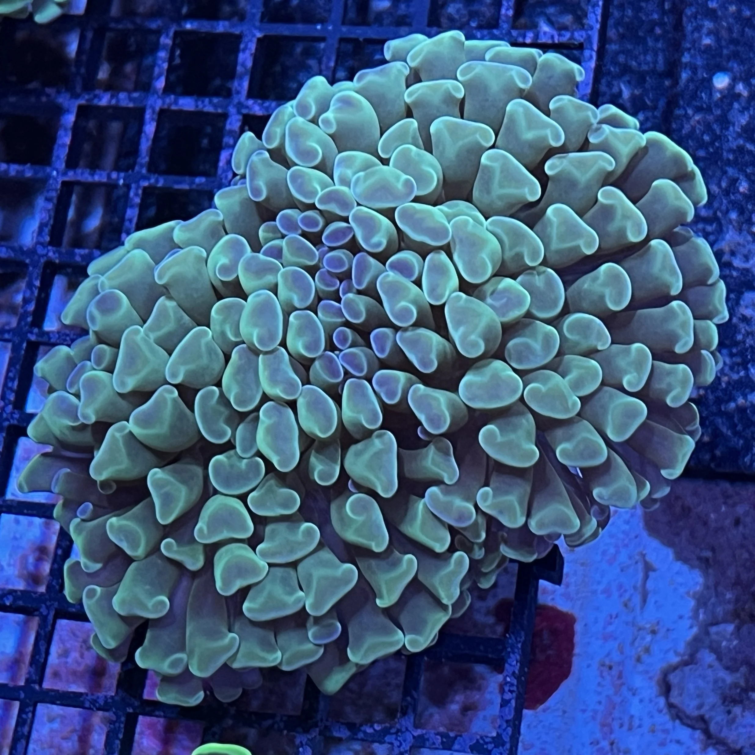 Green Branching Hammer