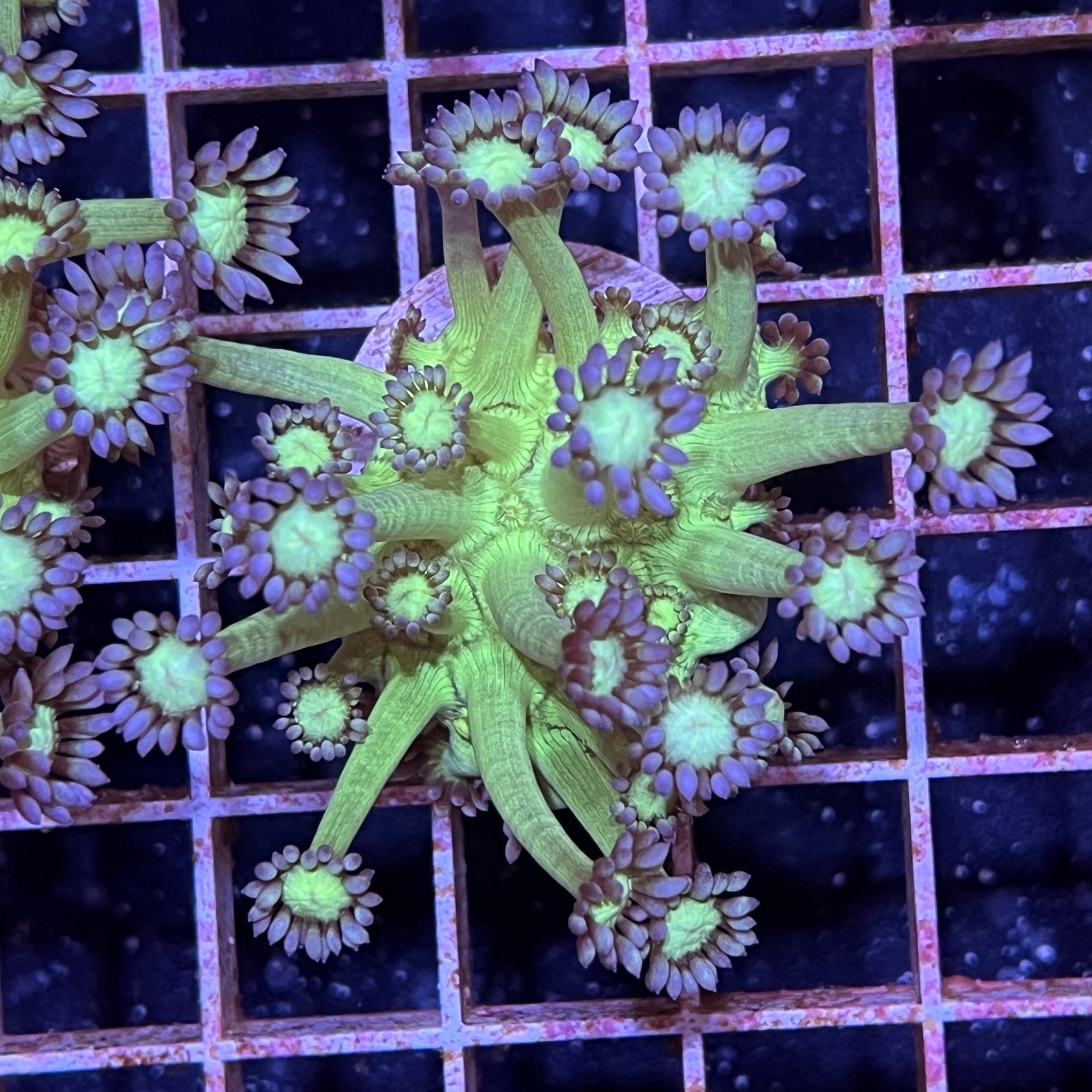 Toxic Green Goni