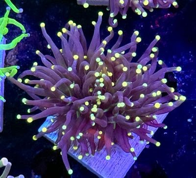 Indo Sun Devil S48.jpeg