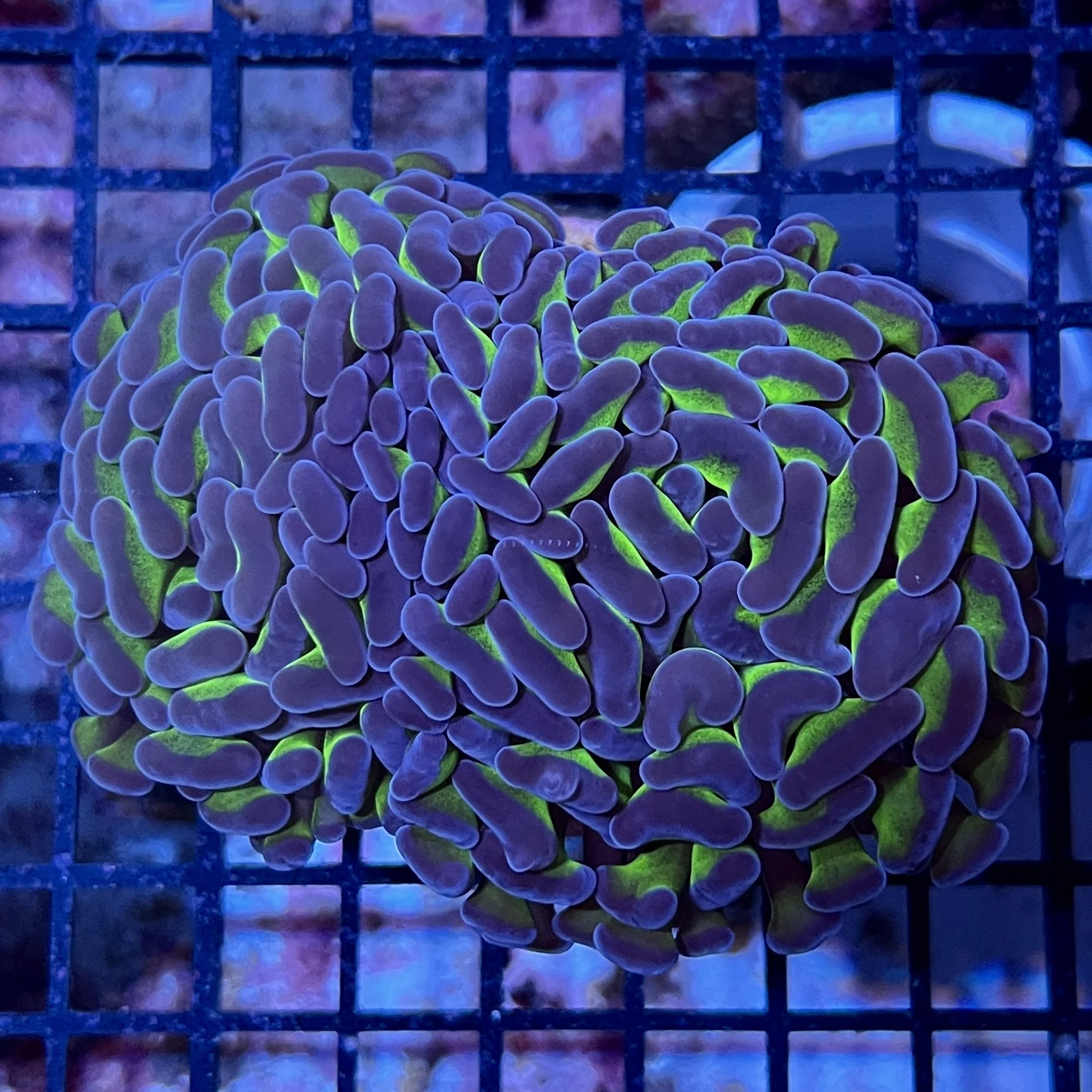 Purple Tip Hammer