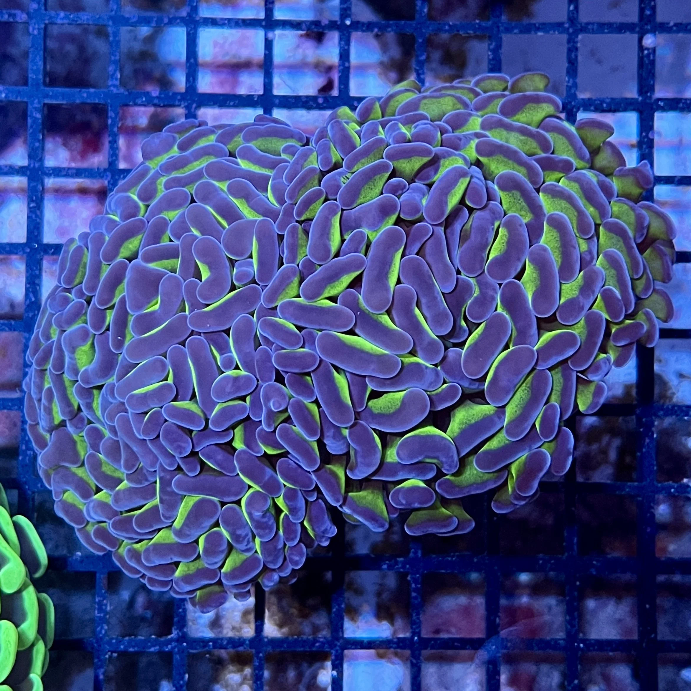 Purple Tip Hammer