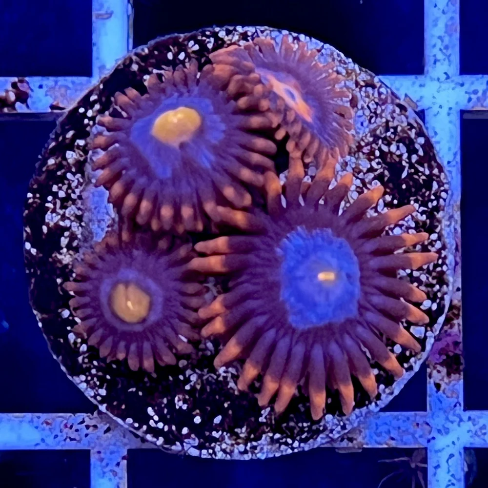 Mystique Zoas — The District Reef