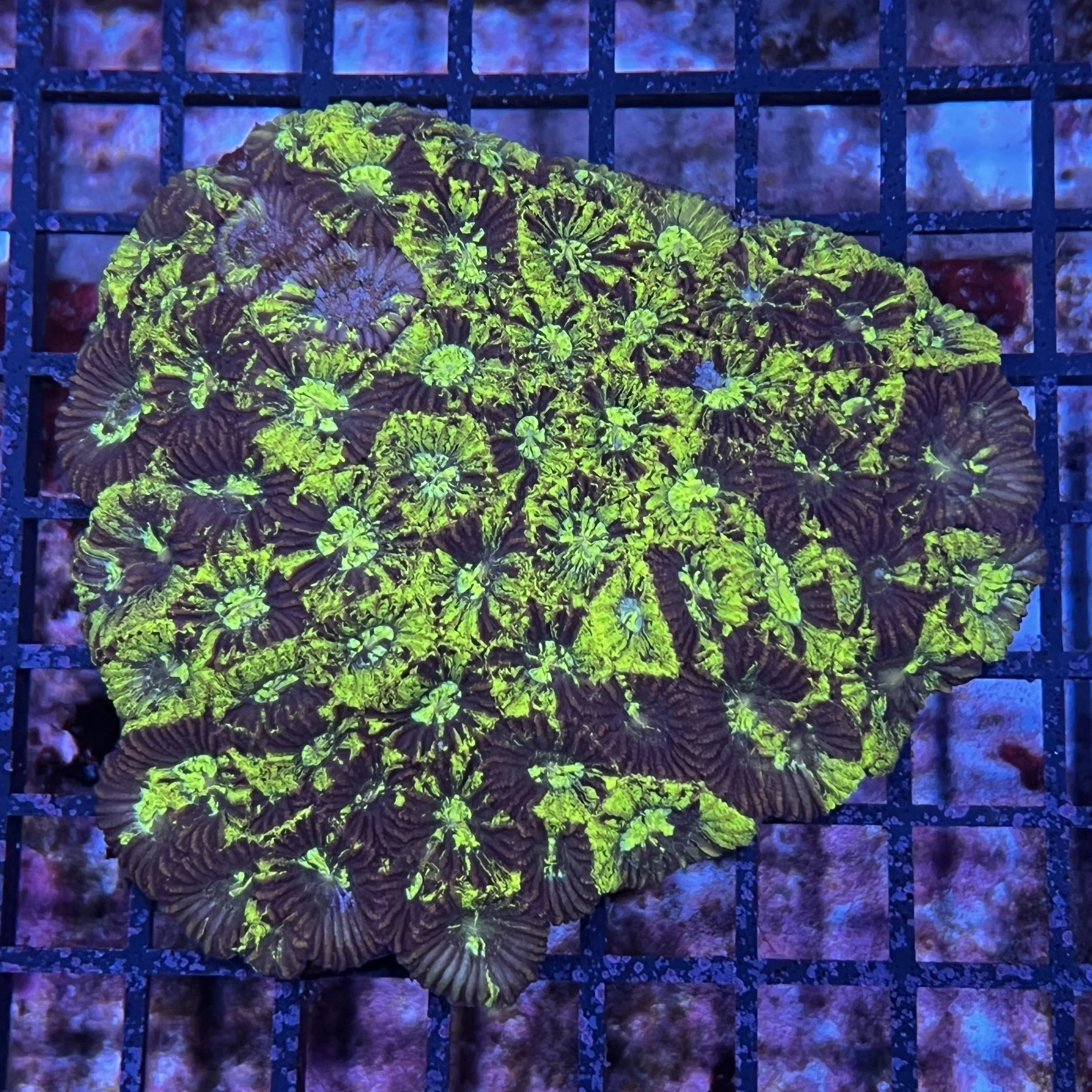 Aussie Micro Favia Colony