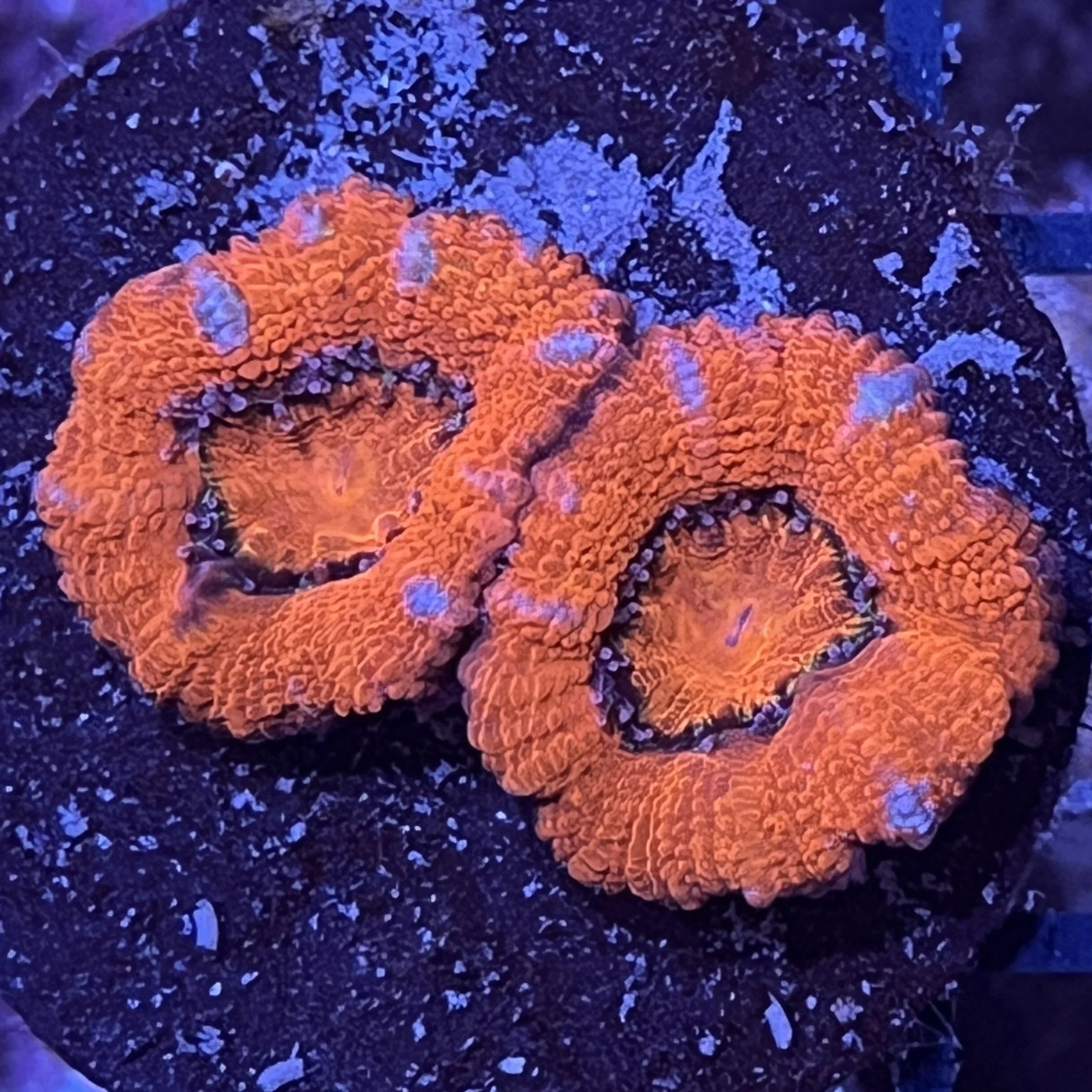Ultra Acan Lord