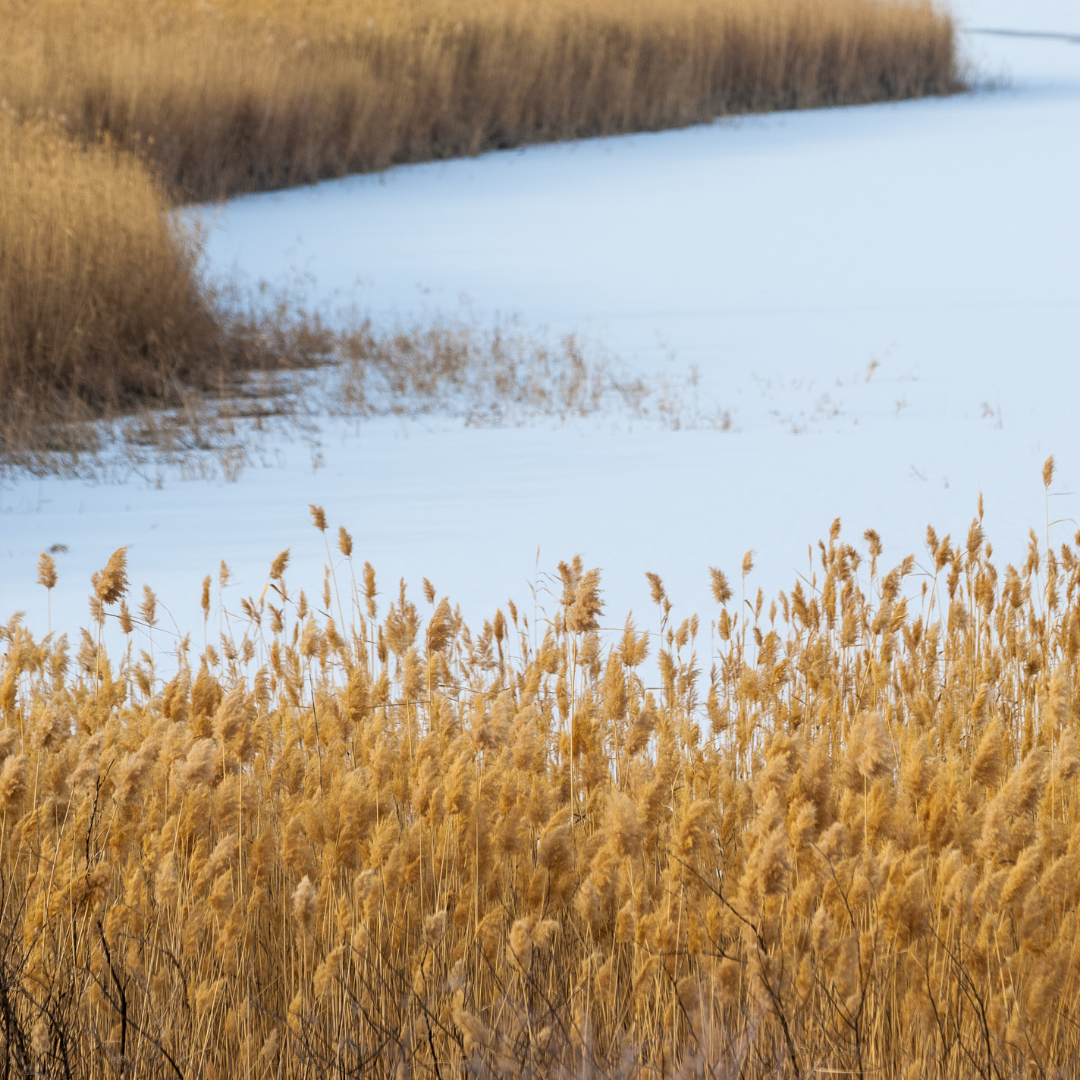 Common Reed can grow aggressively in salt marshes
