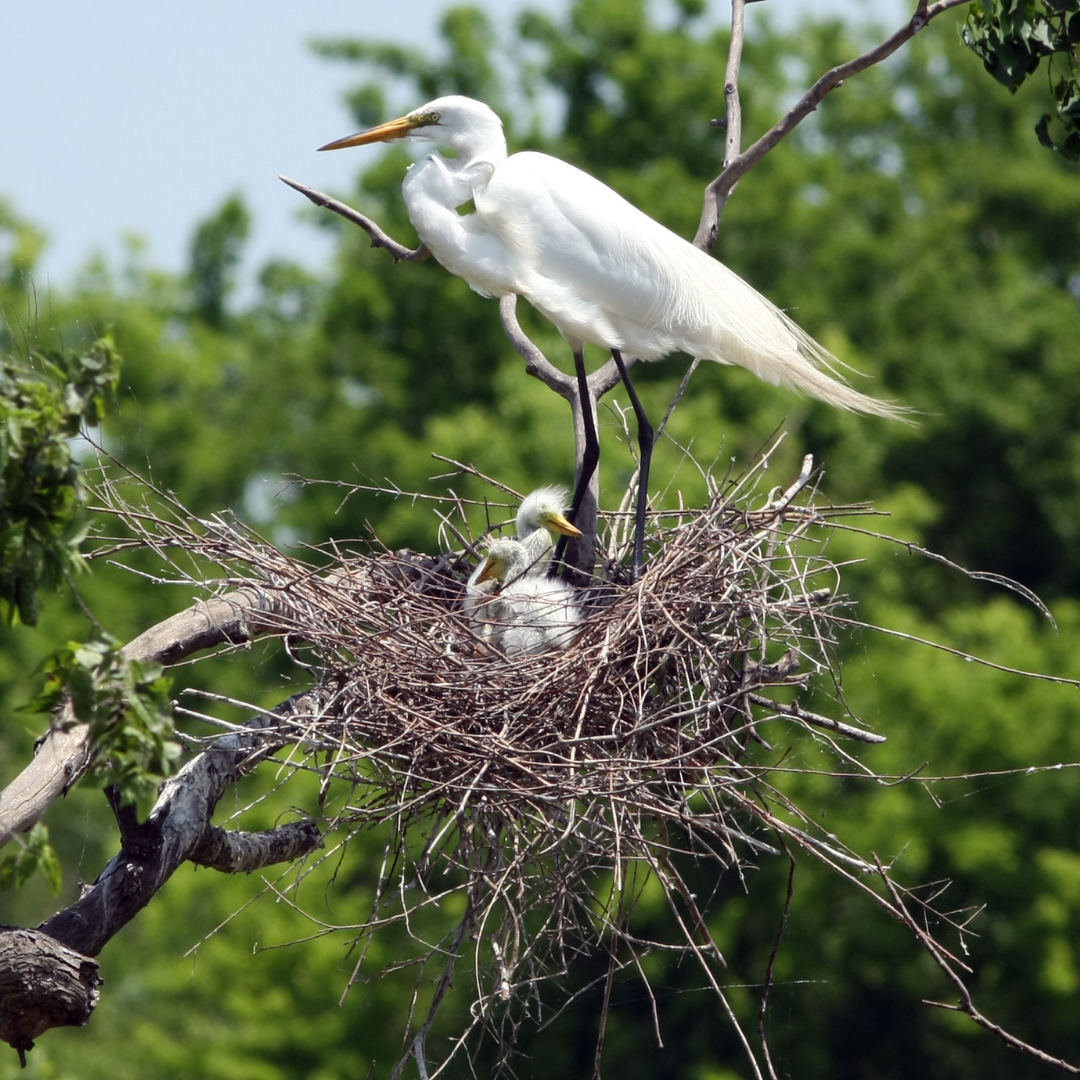 Egrets nests are often at the top of trees 