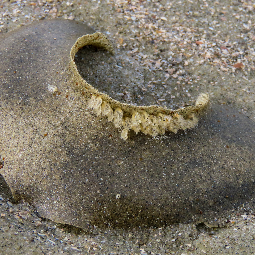 A sand collar with Moon Snail eggs on it.