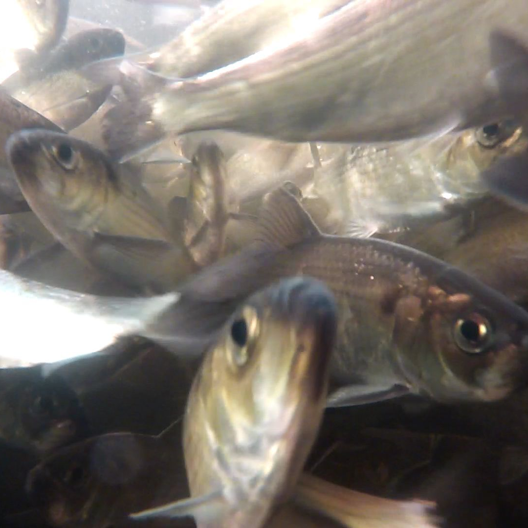 Species Spotlight: Alewife — Back to the Bays