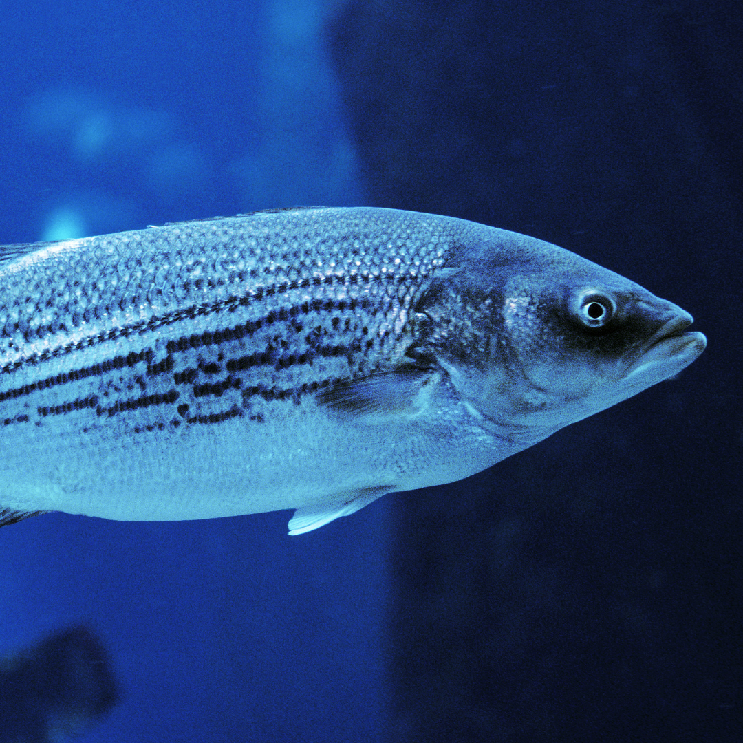 Species Spotlight: Striped Bass — Back to the Bays