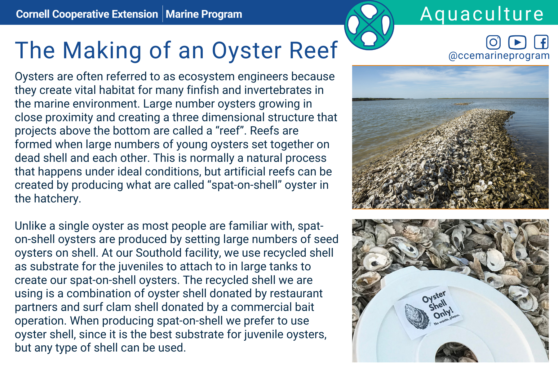 Oyster reef front.png