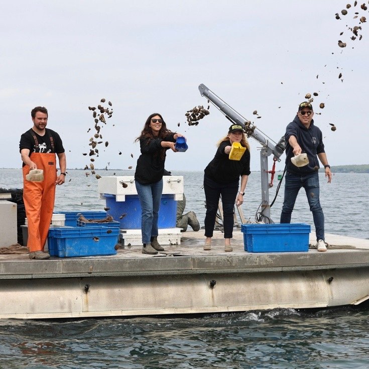 Back to the Bays Plants Scallops; Hopes To Harvest Donations With May 30 Fundraiser - The Southampton Press