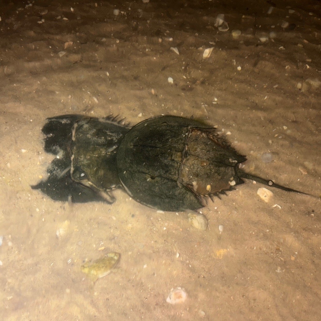 Horseshoe Crab Tagging with Cornell Cooperative Extension (CCE)- The Southampton Press