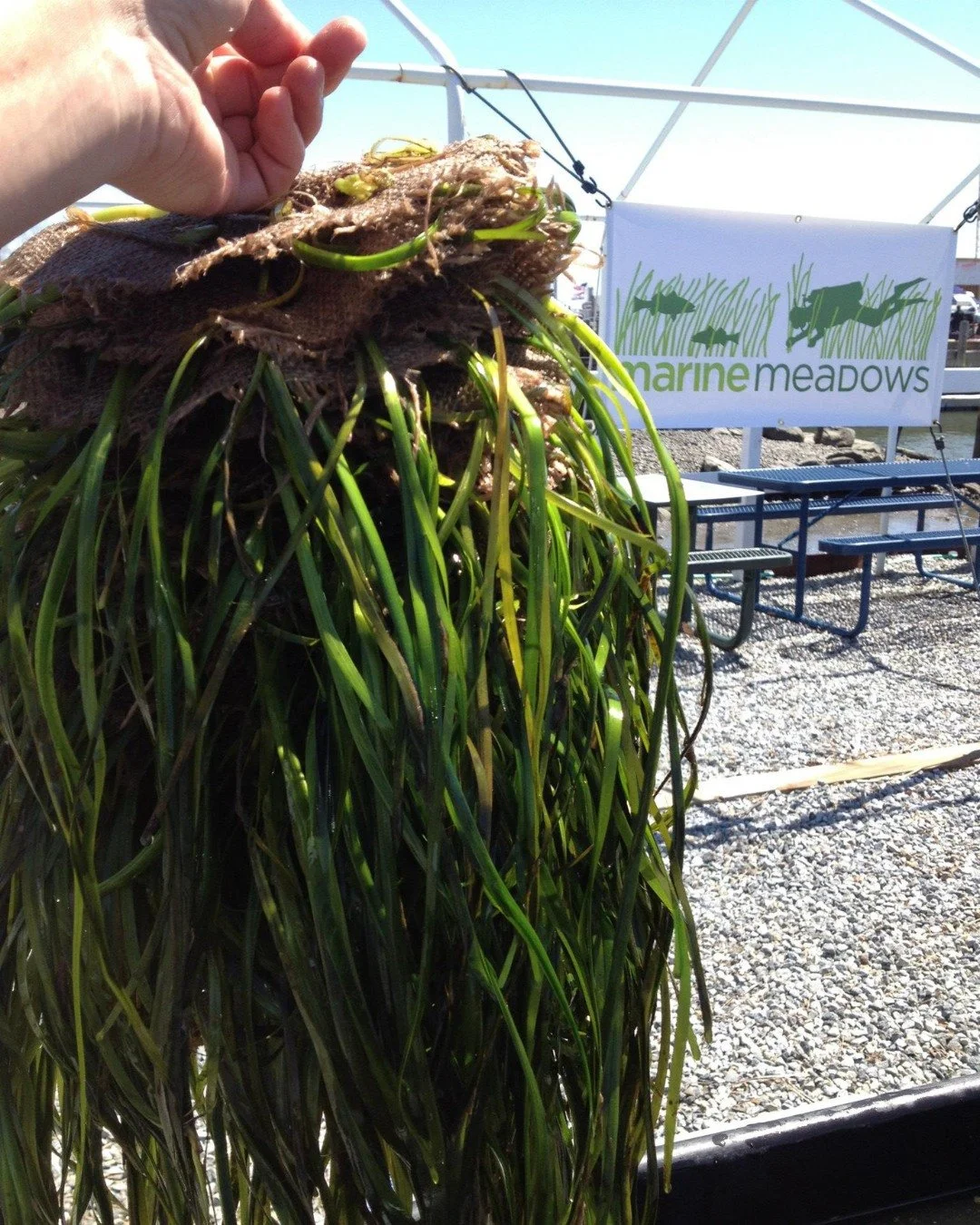 OCTOBER SPECIES OF THE MONTH // Eelgrass (Zostera marina)
Back to the Bays is committed  to eelgrass restoration using the "Tortilla Method," developed by the @ccemarineprogram Marine Meadows + Habitat teams!
🌱  Live eelgrass shoots coll