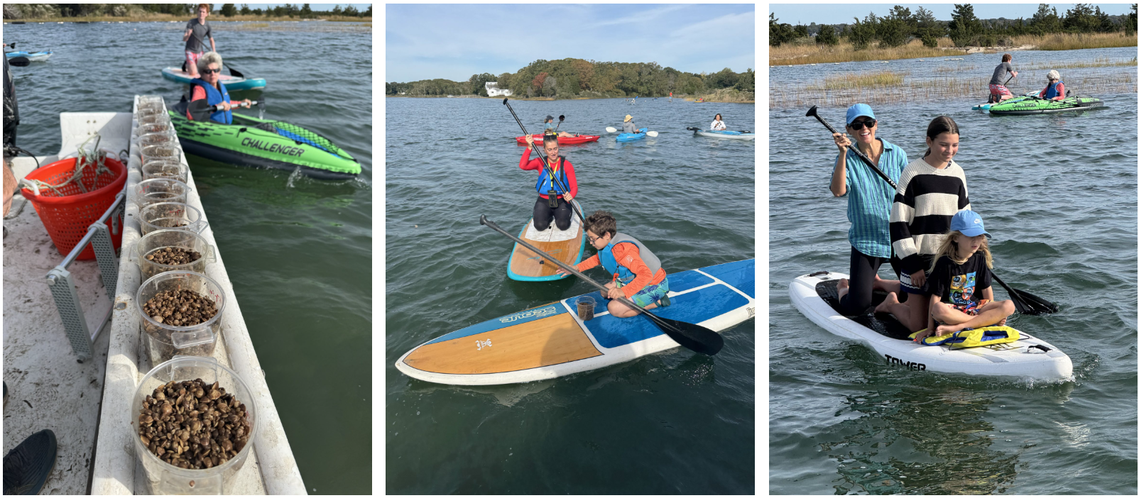 North Fork Polar Bears and Back to the Bays seed 130,000 clams in Cedar Beach Creek - North Fork Sun