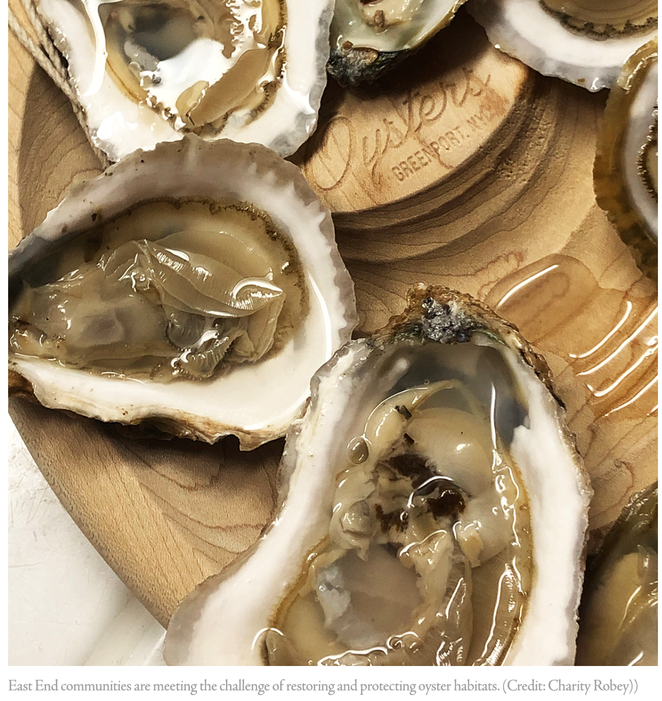 Oyster shell collection benefits land and sea: Shells become building blocks for new habitats - Shelter Island Reporter