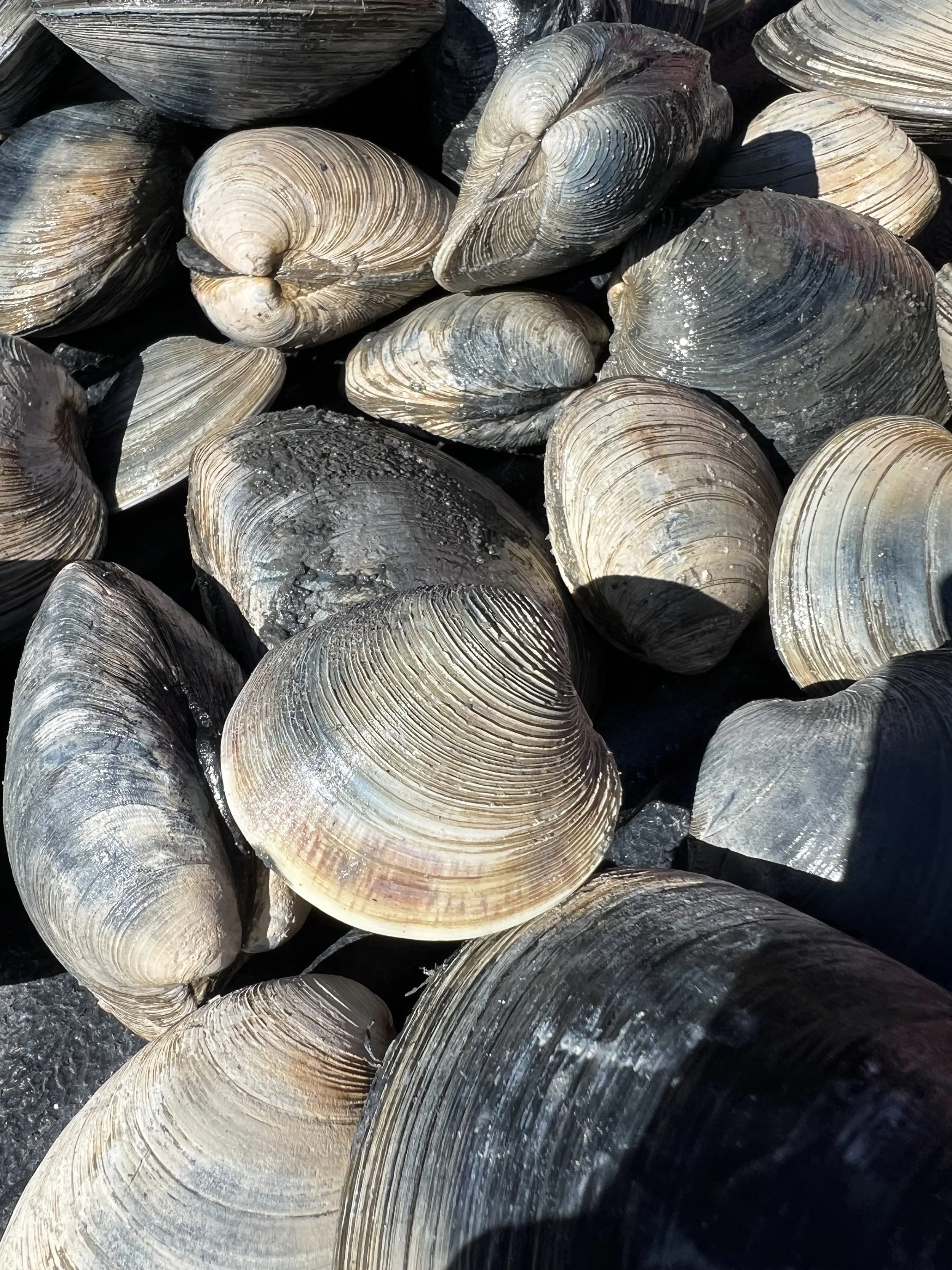 Peconic Landing Speaker Series: Shellfish Restoration