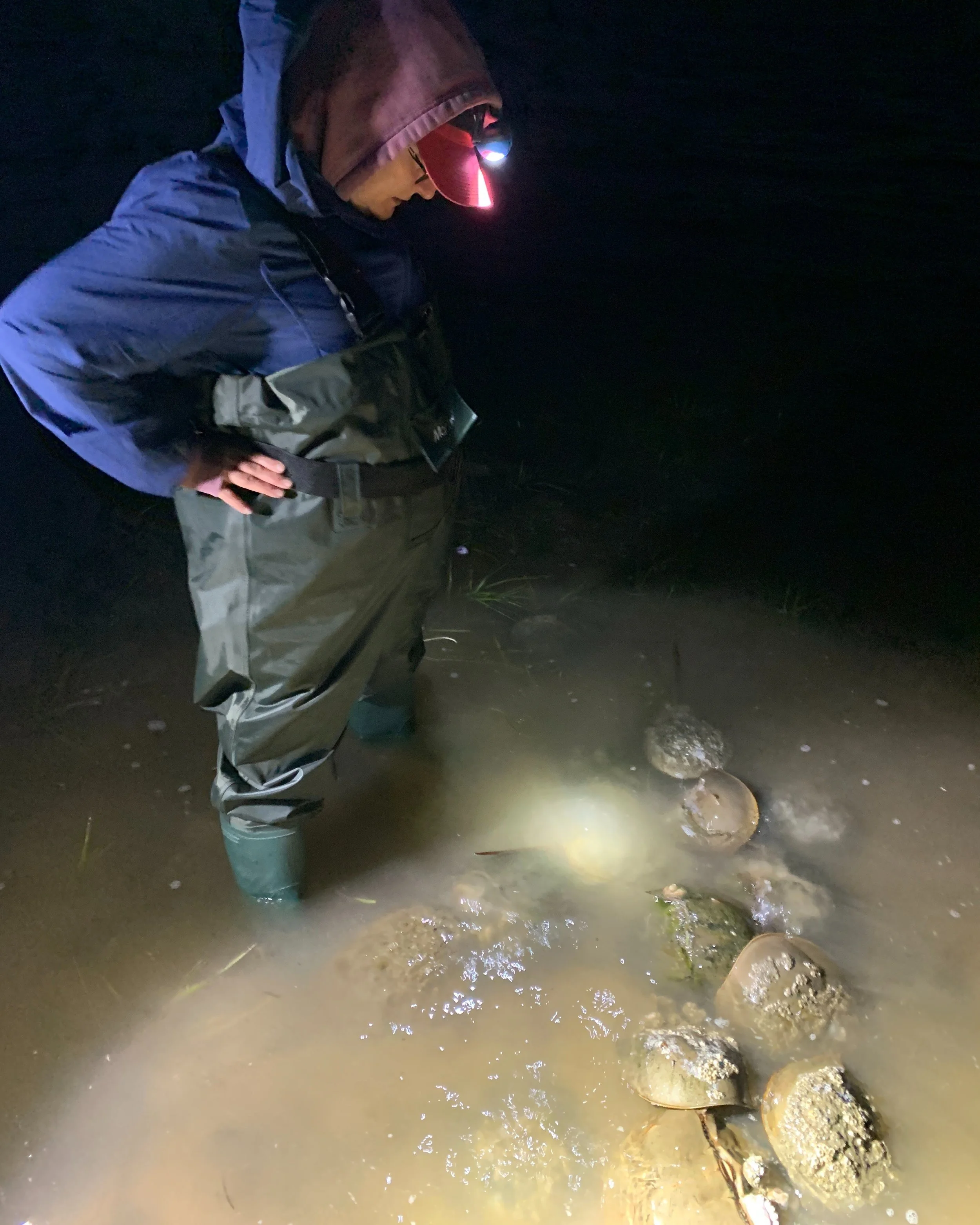 Horseshoe Crab Monitoring at Tiana Bayside