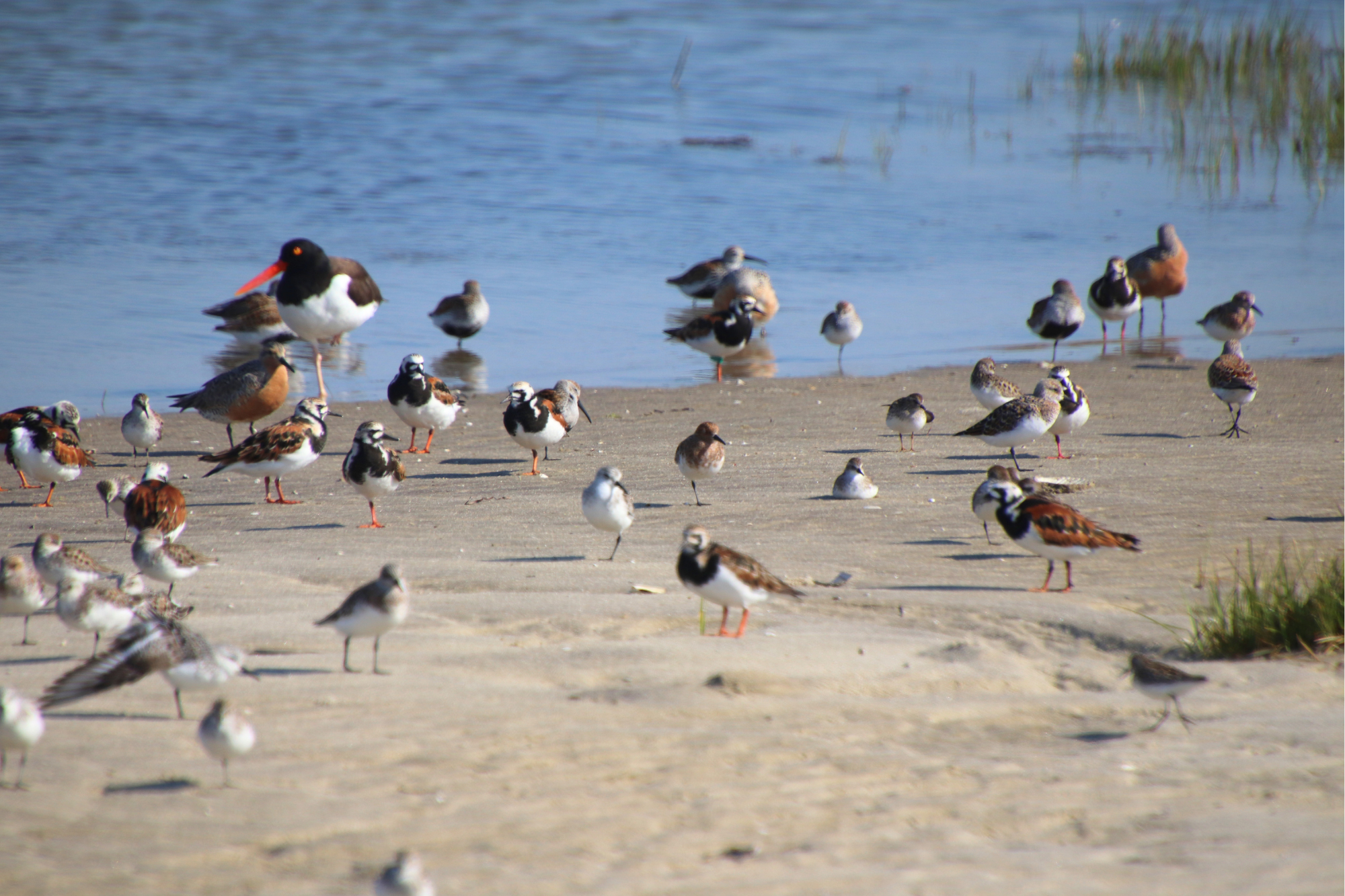 Breakfast is served ~ Horseshoe crab eggs fuel bird migrations