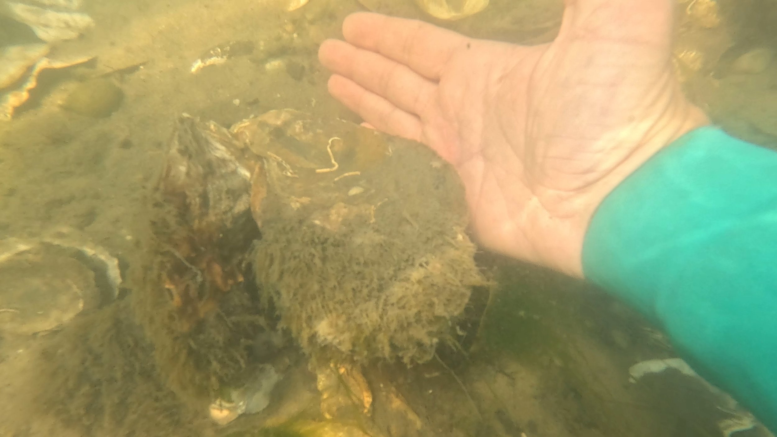 Quogue Stewardship Site Spat on Shell Oyster Reef Planting