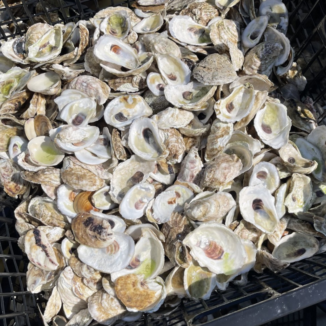 Sag Harbor Stewardship Site Spat on Shell Oyster Reef Planting