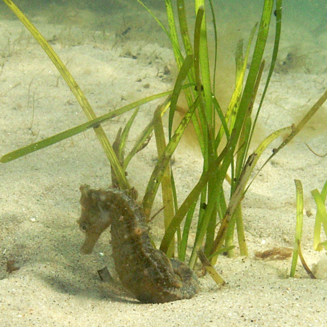 Stewardship Session: Seahorse Survey at Ponquogue Bridge