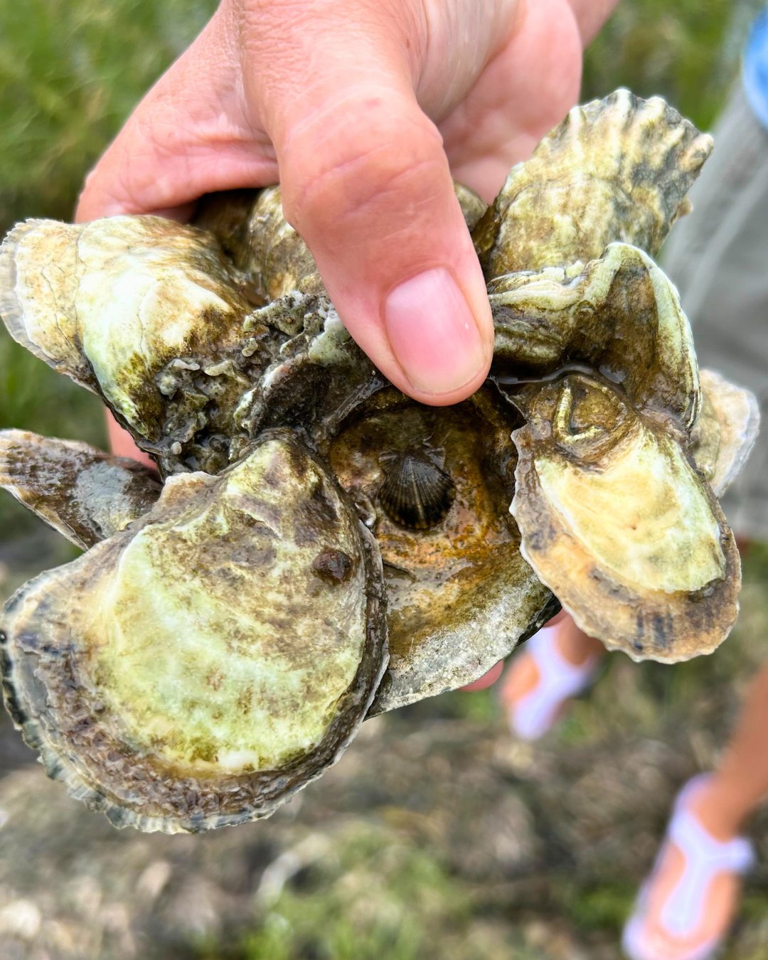 Hampton Bays Stewardship Site Spat on Shell Oyster Reef Planting