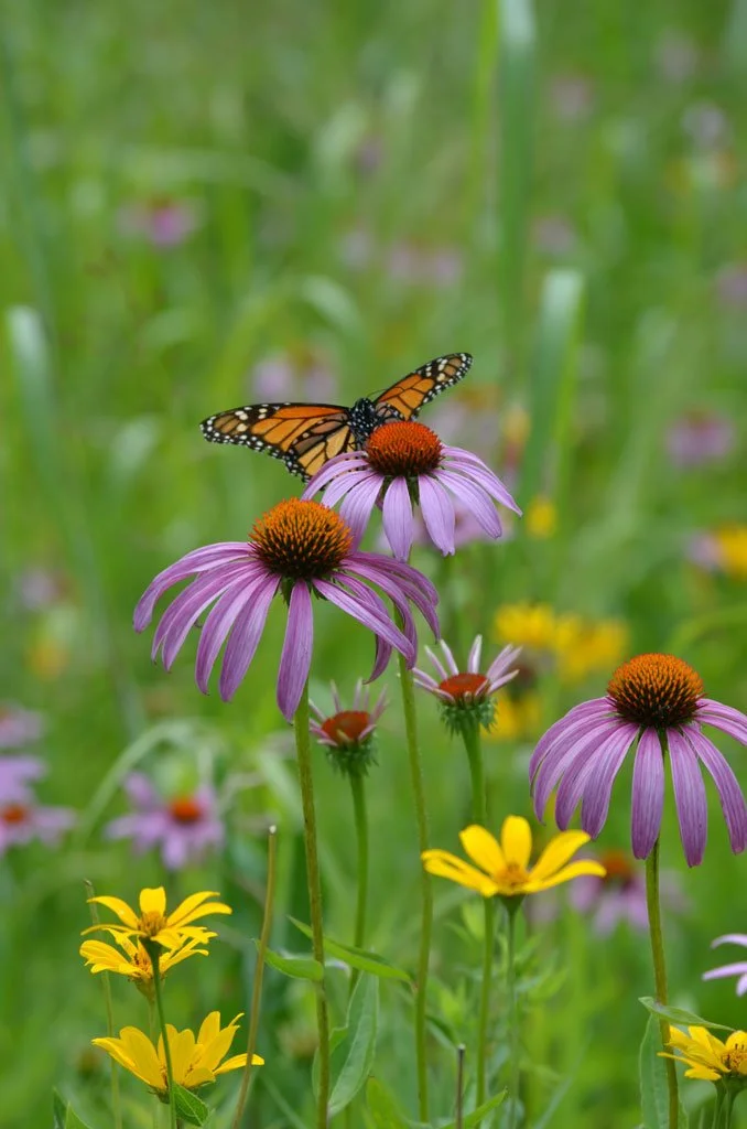 Stewardship Session ~ Monarch Tagging , Seed Collecting & SEAd Bomb Making
