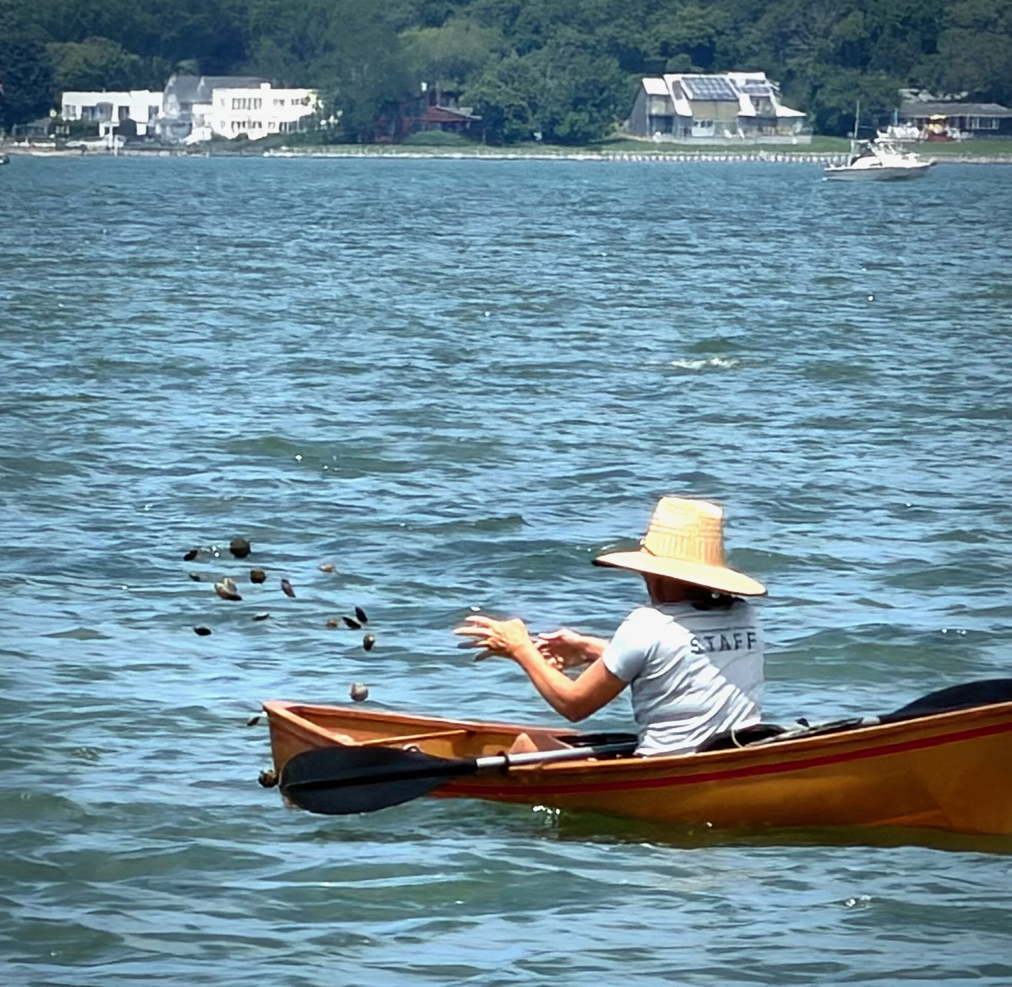 Bay Scallop paddle + plant in our Tiana Bay Shellfish Sanctuary
