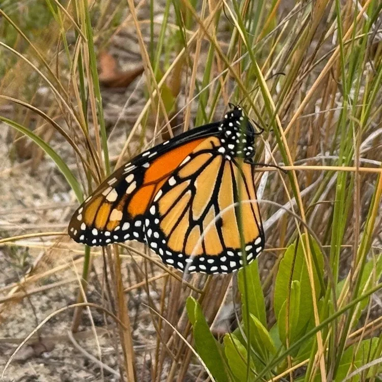 ArtSEA Create+Sip ~ Coastal Habitat &amp; Monarch Butterflies