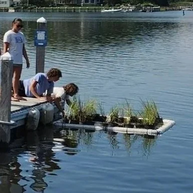 Marsh Restoration Rafts update
