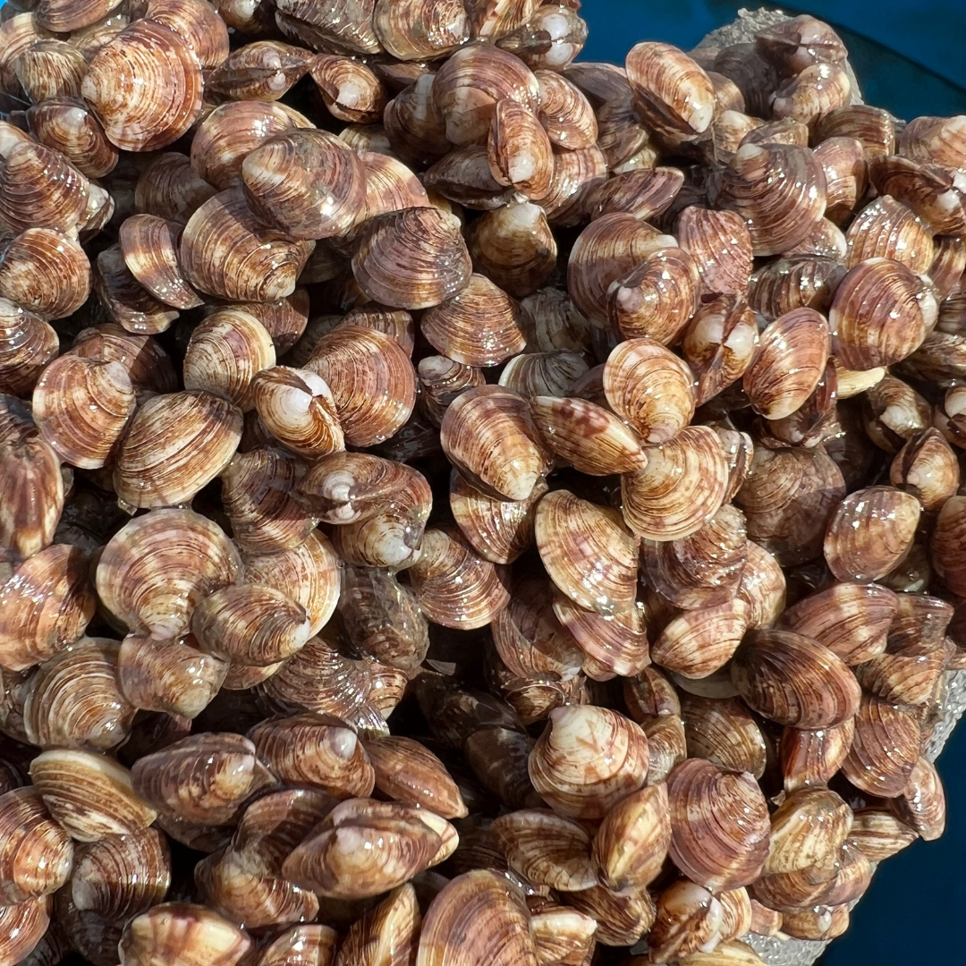 Stewardship Session: Hard Clam Overwintering, Sag Harbor
