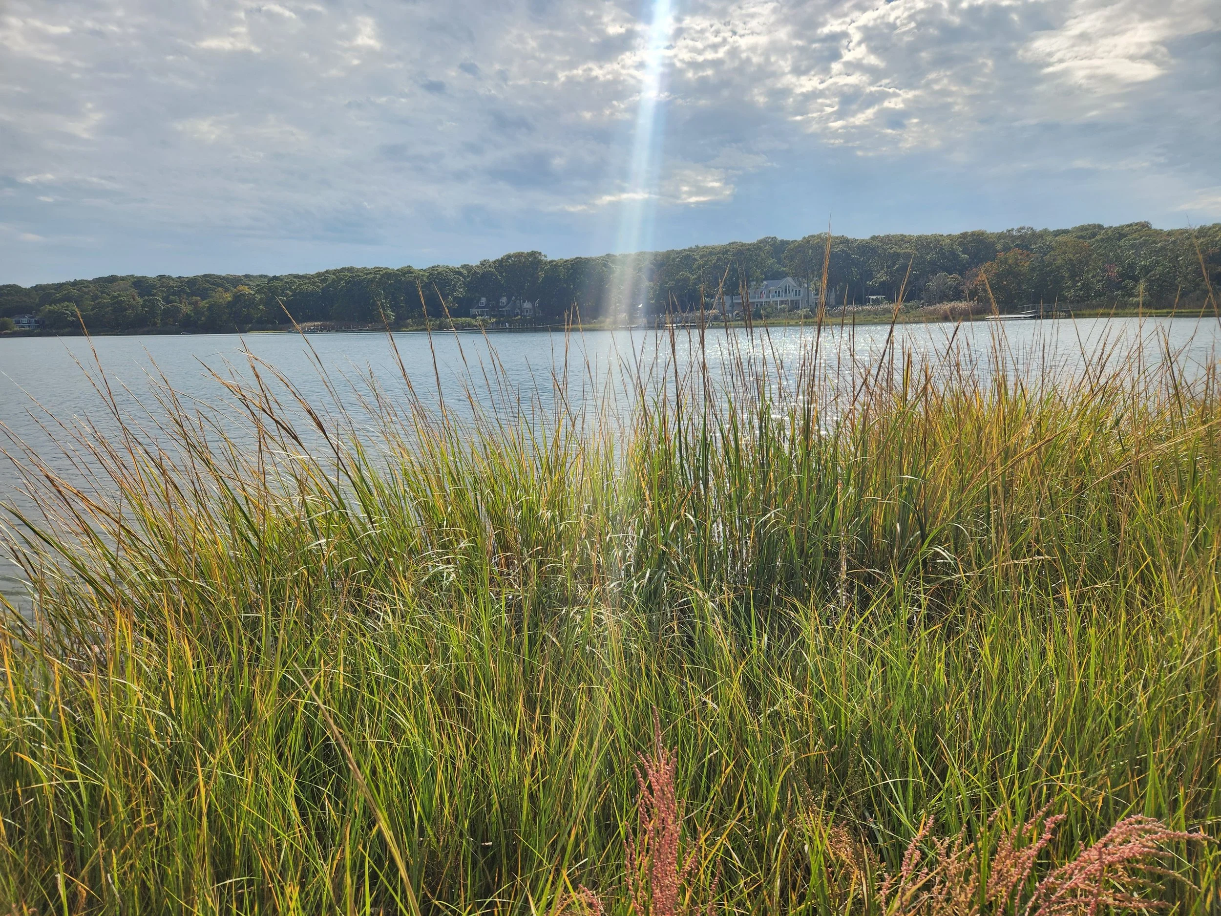 Seed Collecting in the Marsh