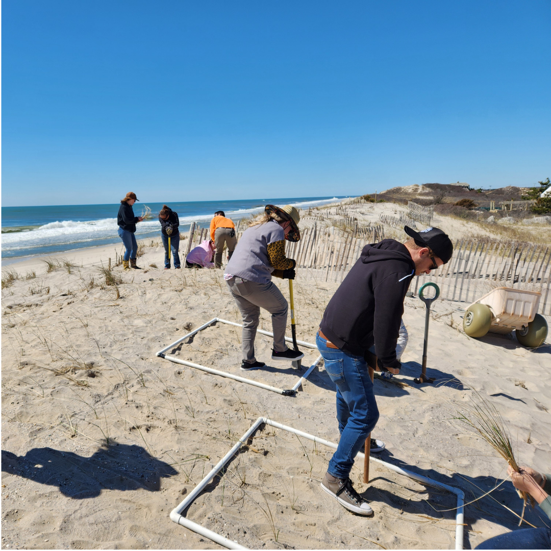 Stewardship Session: Coastal Habitat Restoration American Beachgrass