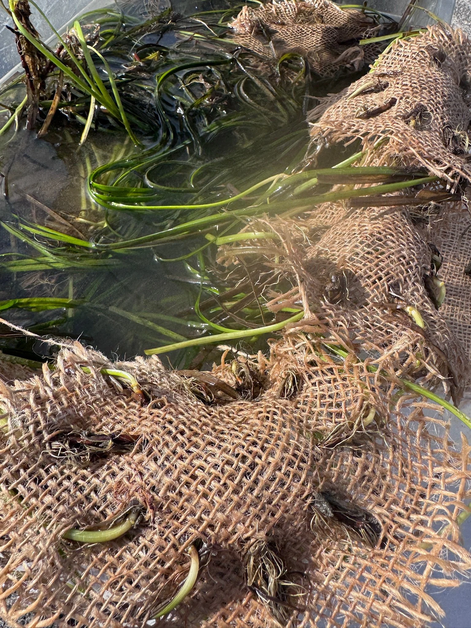 A Successful Marine Meadow Workshop at Tiana Bayside Facility