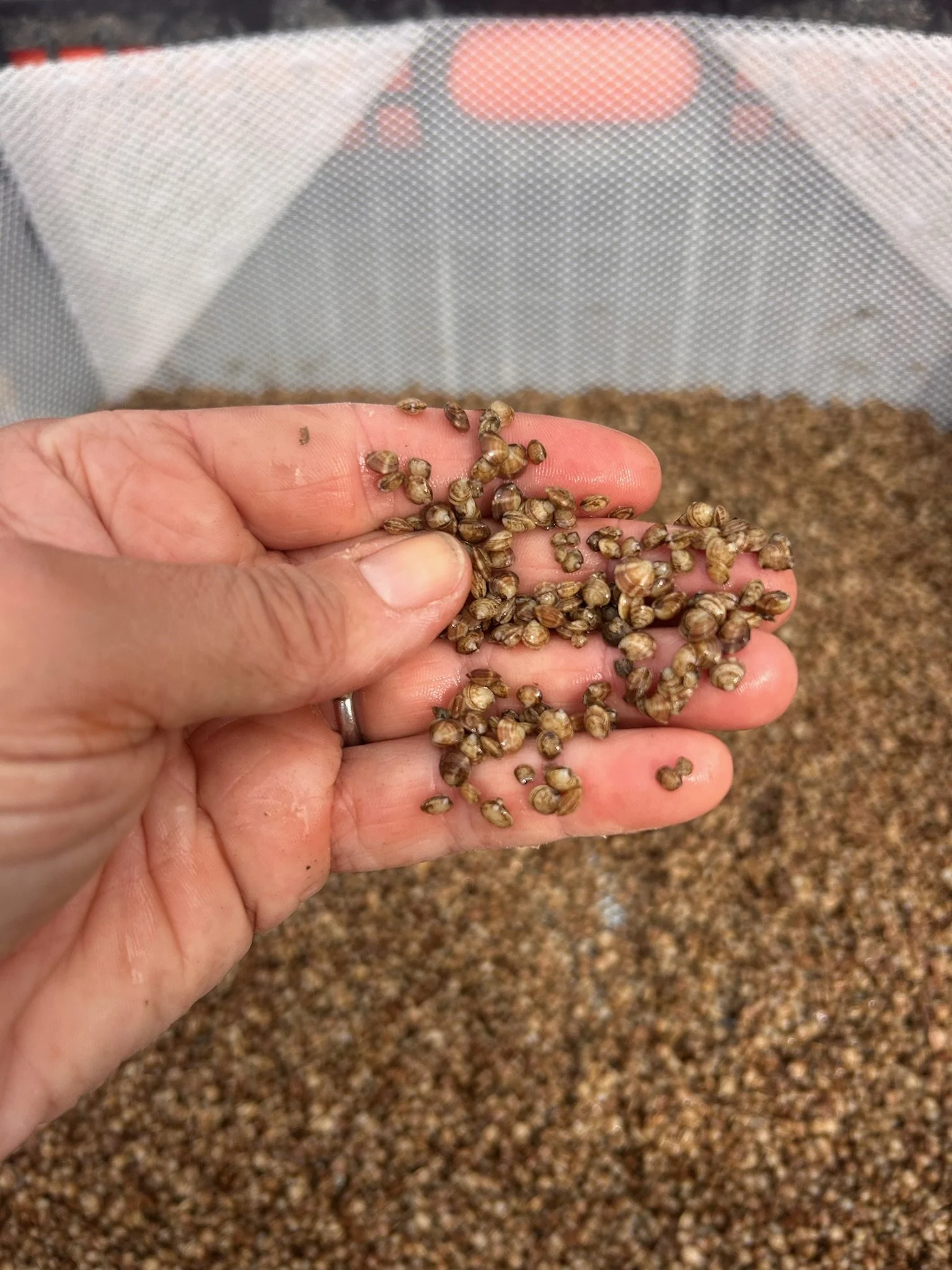 Shellfish Nursery at Sag Harbor’s Redwood Facility
