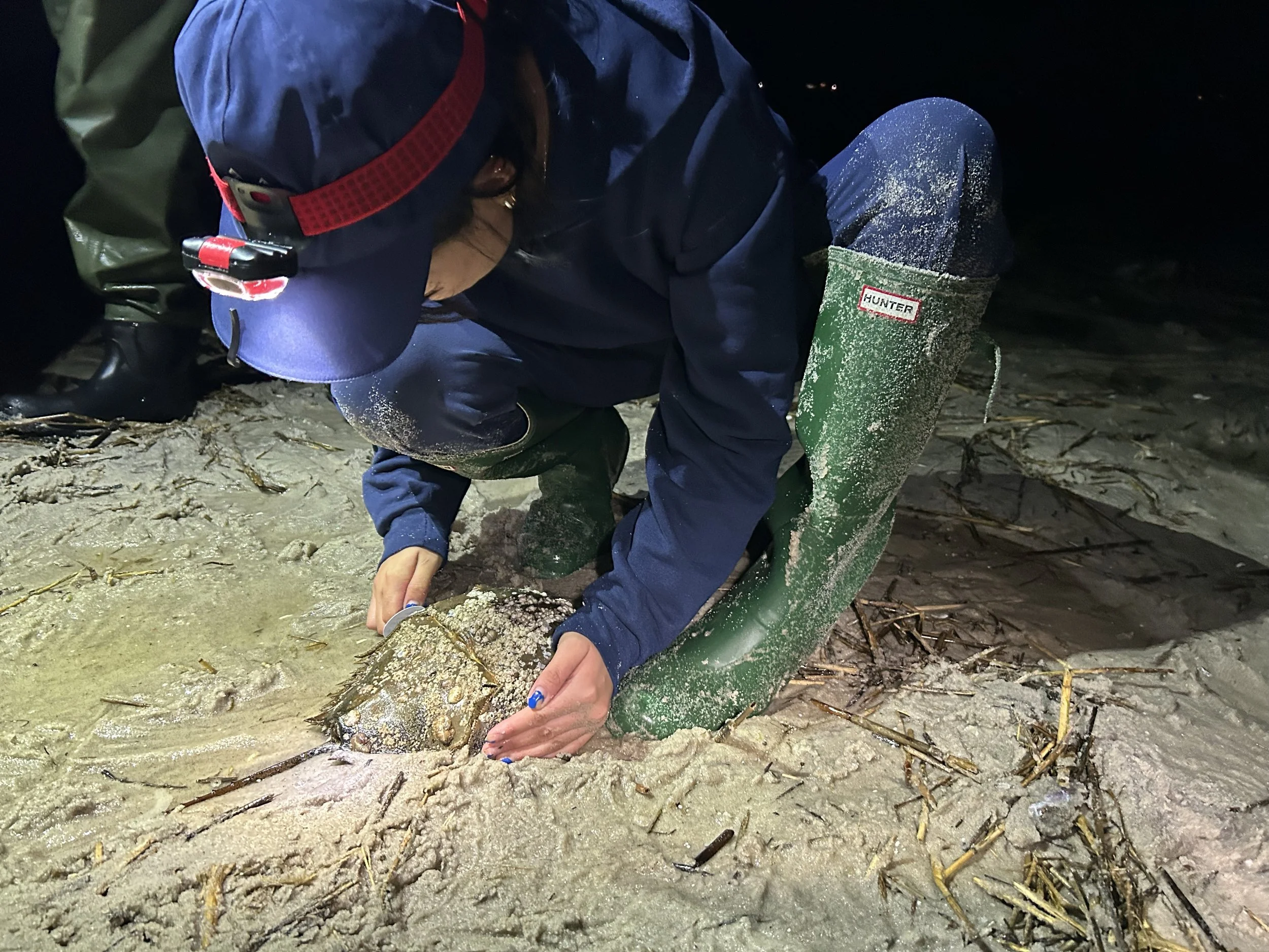 Horseshoe Crab Monitoring at Tiana Bayside - 2026 Cycle 1 + Volunteer Spotlights