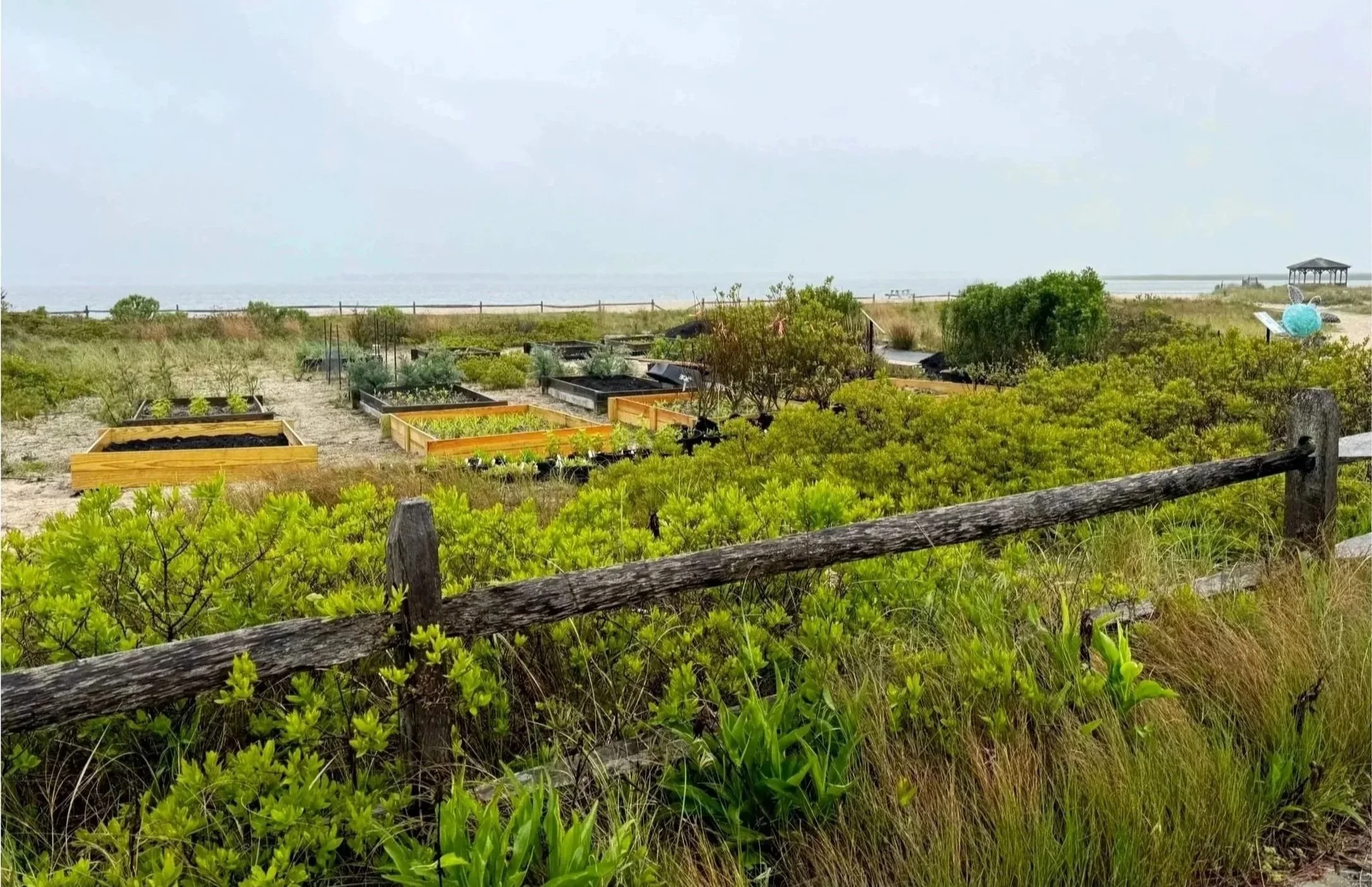 Stewardship Session: Coastal Gardening